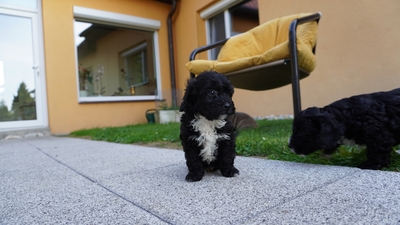 Maltipoo Welpen - Rüde