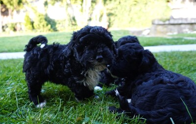 Maltipoo Welpen - Rüde