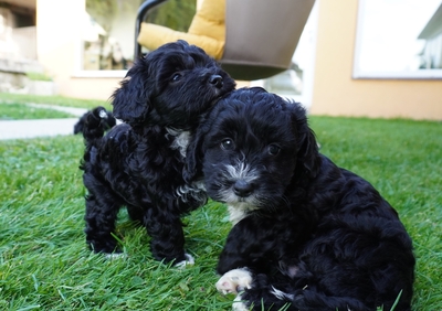 Maltipoo Welpen - Rüde