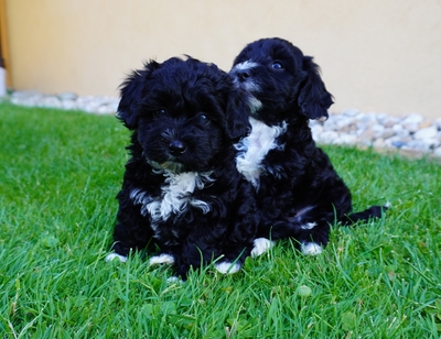 Maltipoo Welpen - Rüde