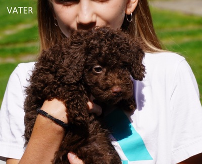 Maltipoo Welpen - Rüde
