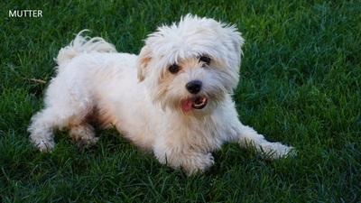 Maltipoo Welpen - Rüde