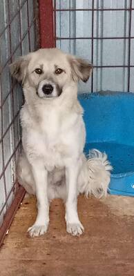 Malu – sanfte Schönheit auf der Suche nach ihrem Menschen, Mischling - Hündin