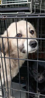 Malu – sanfte Schönheit auf der Suche nach ihrem Menschen, Mischling - Hündin