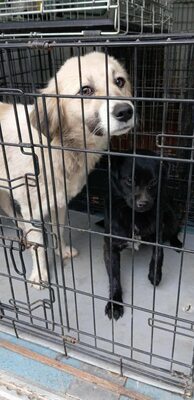 Malu – sanfte Schönheit auf der Suche nach ihrem Menschen, Mischling - Hündin