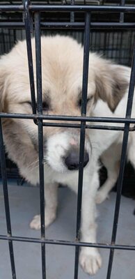 Malu – sanfte Schönheit auf der Suche nach ihrem Menschen, Mischling - Hündin