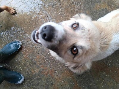 Malu – sanfte Schönheit auf der Suche nach ihrem Menschen, Mischling - Hündin