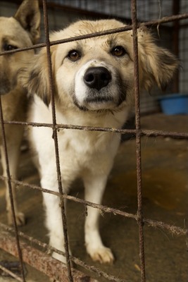 Malu – sanfte Schönheit auf der Suche nach ihrem Menschen, Mischling - Hündin