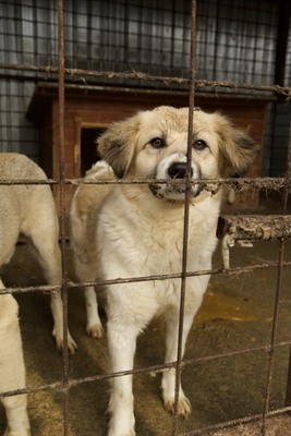 Malu – sanfte Schönheit auf der Suche nach ihrem Menschen, Mischling - Hündin