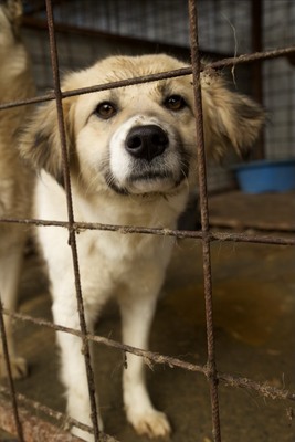 Malu – sanfte Schönheit auf der Suche nach ihrem Menschen, Mischling - Hündin