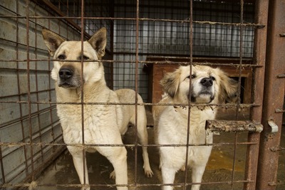 Malu – sanfte Schönheit auf der Suche nach ihrem Menschen, Mischling - Hündin