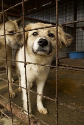 Malu – sanfte Schönheit auf der Suche nach ihrem Menschen, Mischling - Hündin