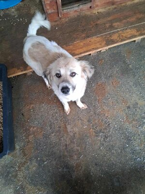 Malu – sanfte Schönheit auf der Suche nach ihrem Menschen, Mischling - Hündin