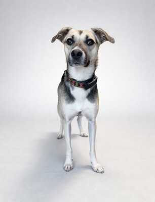 Malvi, Mischling - Hündin