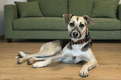 Malvi, Mischling - Hündin