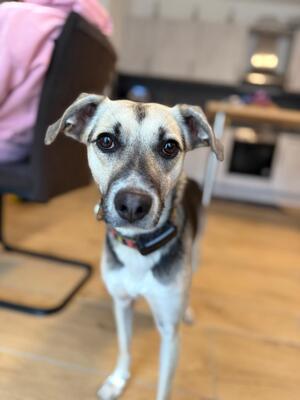 Malvi, Mischling - Hündin