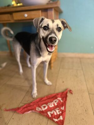 Malvi, Mischling - Hündin