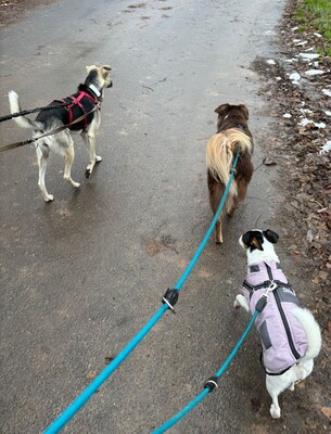 Malvi, Mischling - Hündin