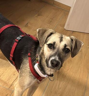 Malvi, Mischling - Hündin