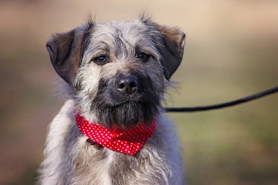 Malvina, Mischling Welpen - Hündin