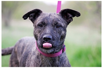 Mama Rosa, Mischling - Hündin