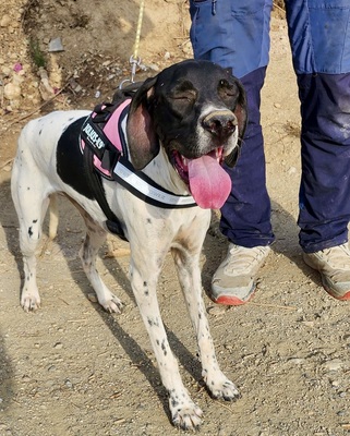 Mancha, Pointer - Mix - Hündin