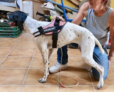 Mancha, Pointer - Mix - Hündin