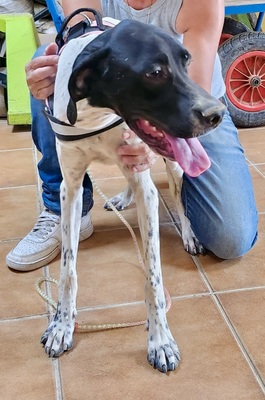 Mancha, Pointer - Mix - Hündin