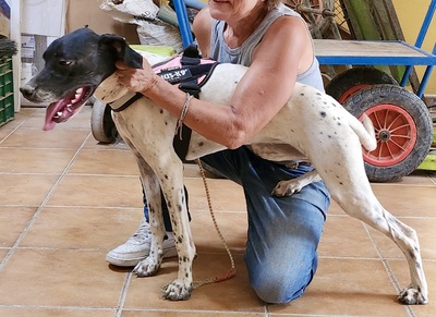 Mancha, Pointer - Mix - Hündin