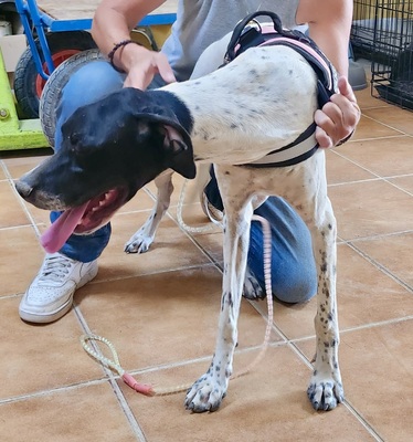 Mancha, Pointer - Mix - Hündin
