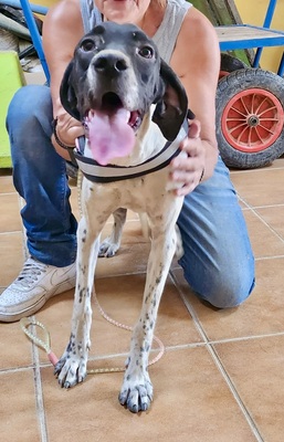 Mancha, Pointer - Mix - Hündin