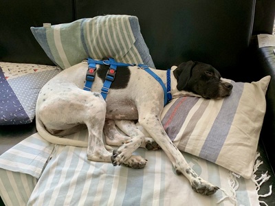 Mancha, Pointer - Mix - Hündin
