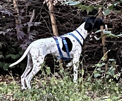Mancha, Pointer - Mix - Hündin