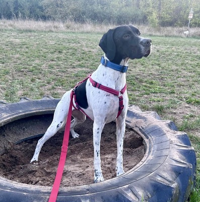 Mancha, Pointer - Mix - Hündin