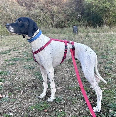 Mancha, Pointer - Mix - Hündin
