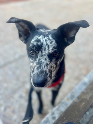 Manchas, Mix - Rüde