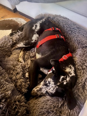 Manchas, Mix - Rüde