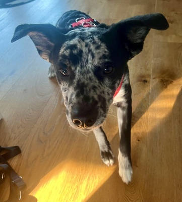 Manchas, Mix - Rüde