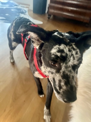 Manchas, Mix - Rüde