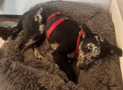 Manchas, Mix - Rüde