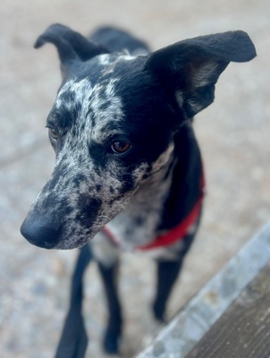 Manchas, Mix - Rüde