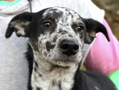 Manchas, Mix - Rüde