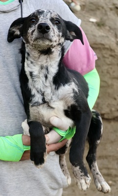 Manchas, Mix - Rüde