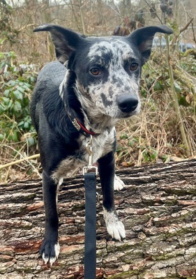 Manchas, Mix - Rüde