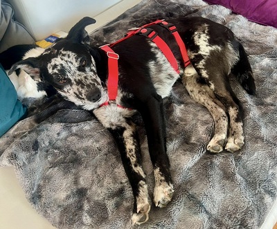 Manchas, Mix - Rüde