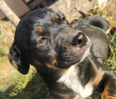 Mandarin super liebe Hündin sucht ihre Familie, Rottweiler-Dackel-Mischling Welpen - Hündin