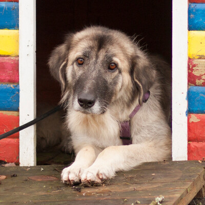Mandula, Mischling - Hündin