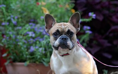 Mandy, Bulldoggen - Hündin