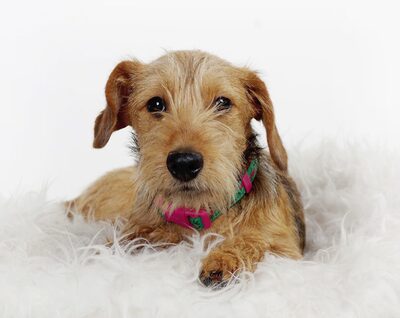 Mandy, Dackelmischling Welpen - Hündin