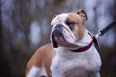 Mandy, Englische Bulldogge - Hündin